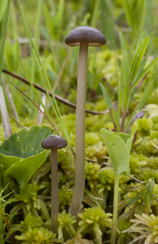 Tephrocybe palustris